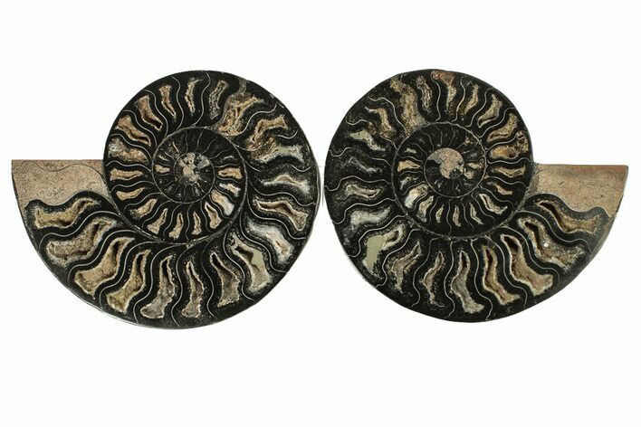 Cut & Polished Ammonite Fossil - Unusual Black Color #267932